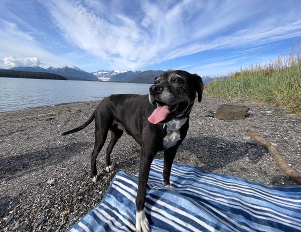 /Images/uploads/Juneau Animal Rescue/alaskapets/entries/29565.jpg